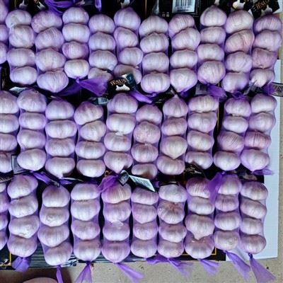 Factory Outlet Fresh Garlic For Export Factory Outlet Fresh Garlic For Export